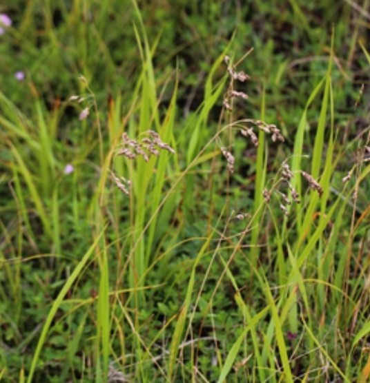 茅香（禾本科茅香属植物）