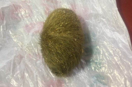 猪砂
