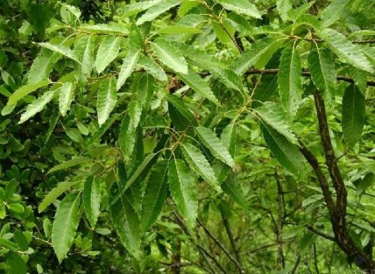 麻栎(壳斗科栎属植物)