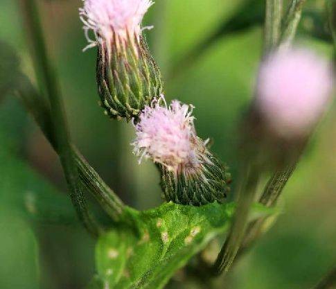 泥胡菜（菊科泥胡菜属植物）