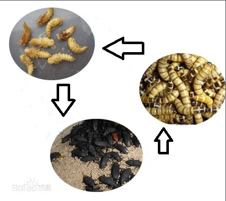 大麦虫