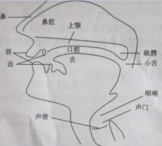 鼻腔共鸣