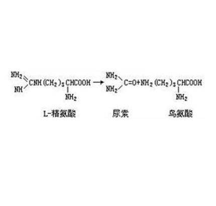 精氨酸酶