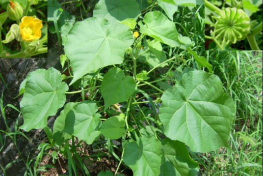 苘麻子（中药）