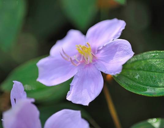 野牡丹（野牡丹科野牡丹属植物）