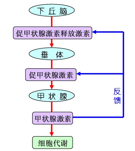 反馈调节
