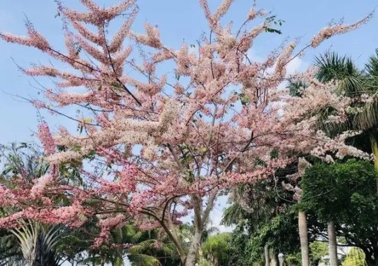花旗木