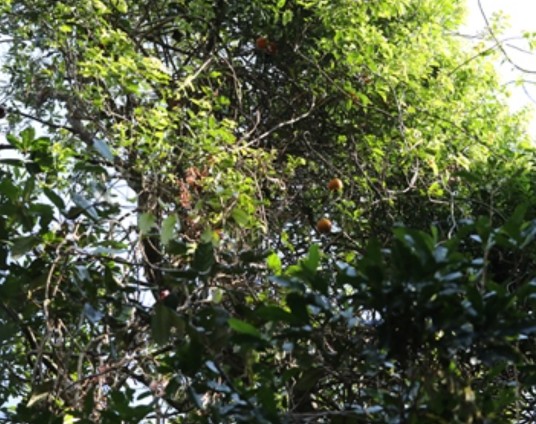 吕宋果（马钱科马钱属植物）