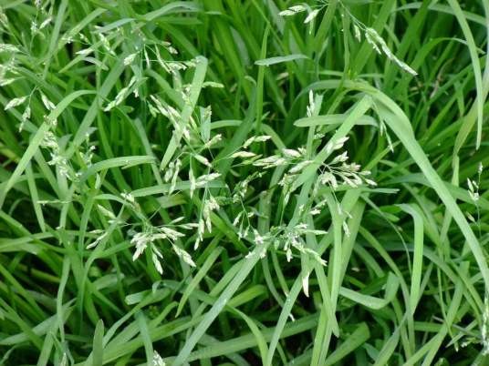 高羊茅