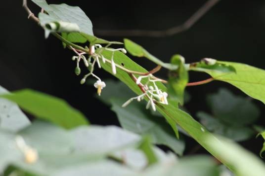 八角枫（山茱萸科八角枫属植物）