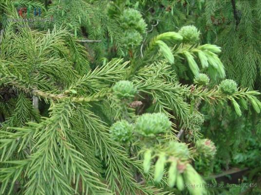 柳杉（柏科柳杉属植物）