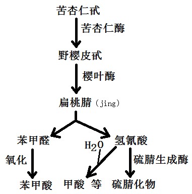 维生素B17