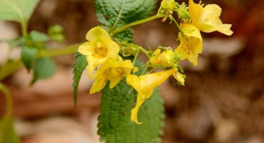 金凤花（凤仙花科凤仙花属植物）