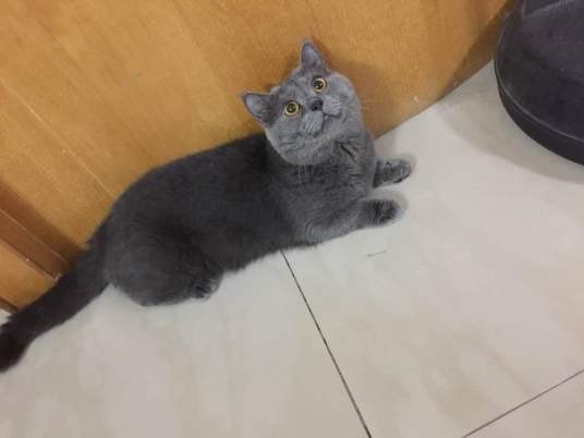 曼赤肯猫