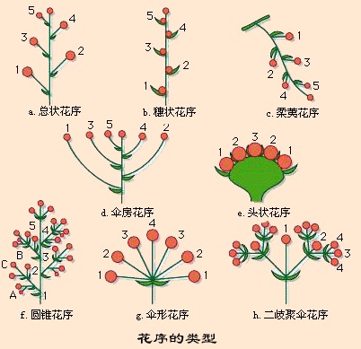 柔荑花序(植物学上无限花序的一种)