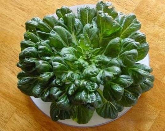 塌菜（植物）