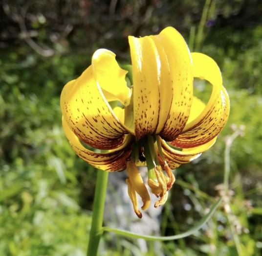 金百合(百合科百合属植物)