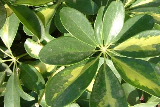 观叶植物