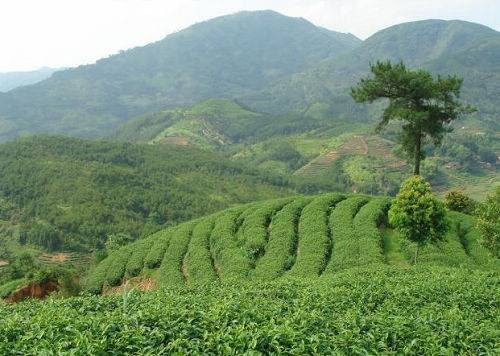 坦洋工夫