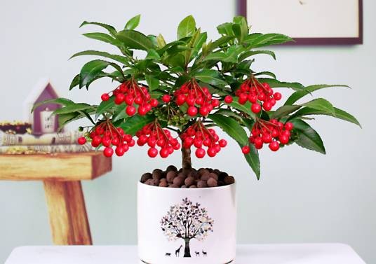 金玉满堂(紫金牛科紫金牛属植物)