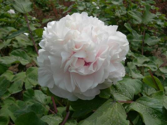 金桂飘香（芍药科芍药属植物）