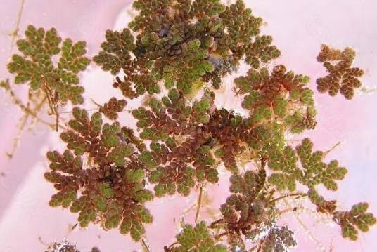 满江红（槐叶蘋科满江红属植物）