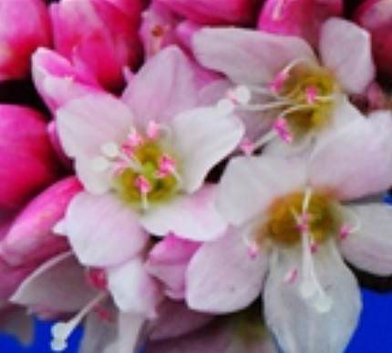 水红花子（中药）