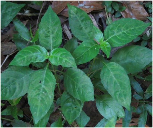 狗肝菜（中药药材）