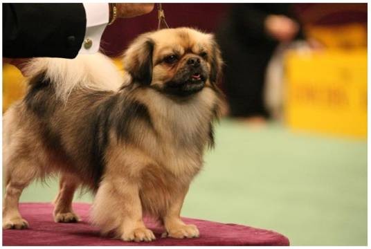 中国名犬（中国名贵优秀名犬）