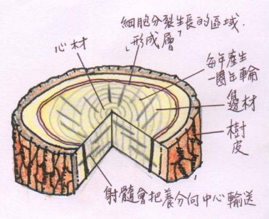 形成层