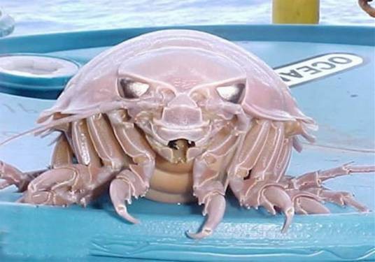 海虱