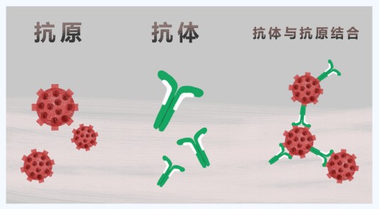 抗原抗体