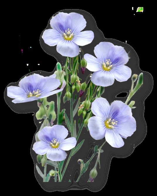 亚麻子（亚麻科亚麻属植物）