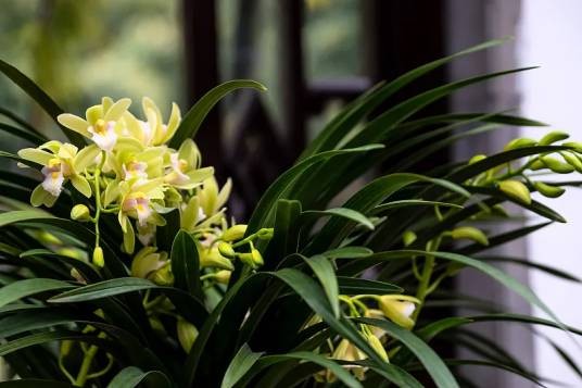 虎头兰（兰科兰属植物）