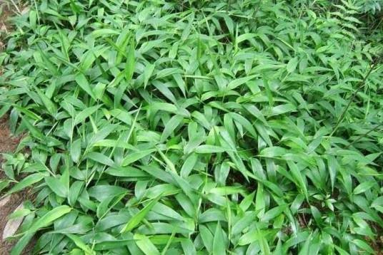 竹节草（禾本科金须茅属植物）