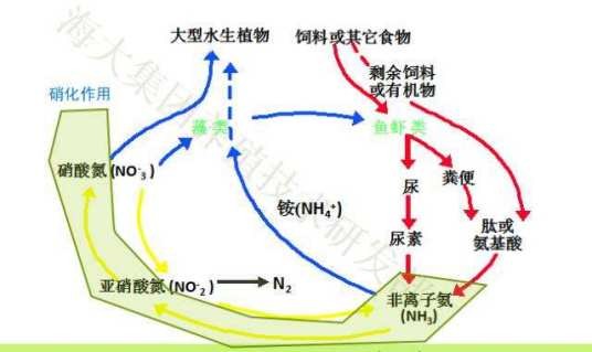 亚硝酸盐氮