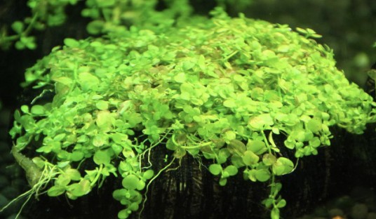 珍珠草（母草科小泥花属植物）