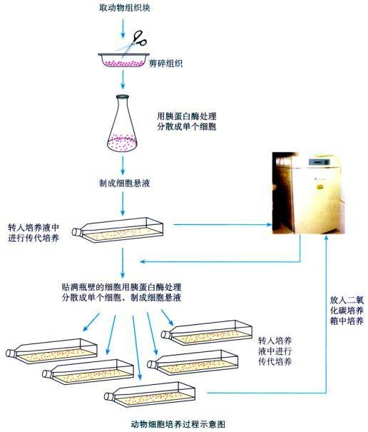 动物细胞培养（生物学技术手段）