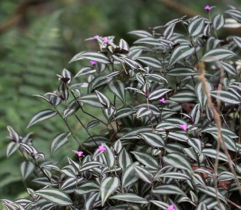 吊竹梅（鸭跖草科紫露草属植物）