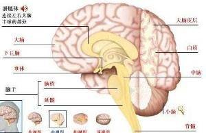 上帝禁区（人体器官）