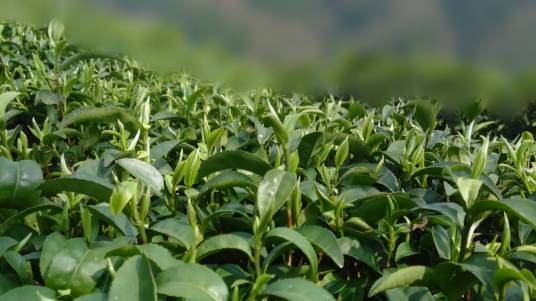 古丈毛尖（山茶科茶属植物）