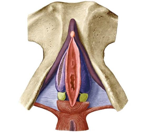 前庭大腺