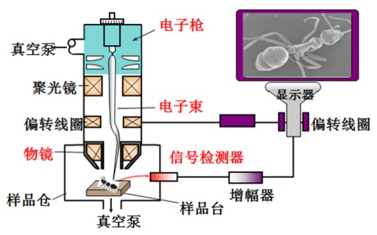 台式扫描电子显微镜
