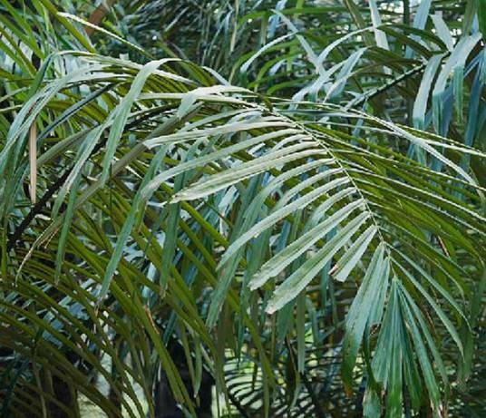桄榔（棕榈科桄榔属植物）
