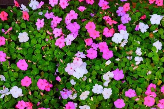 蔓长春花