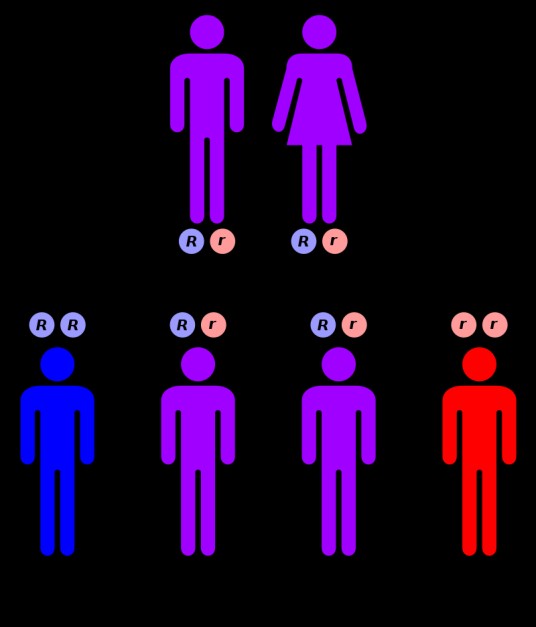 隐性基因（生物学术语）