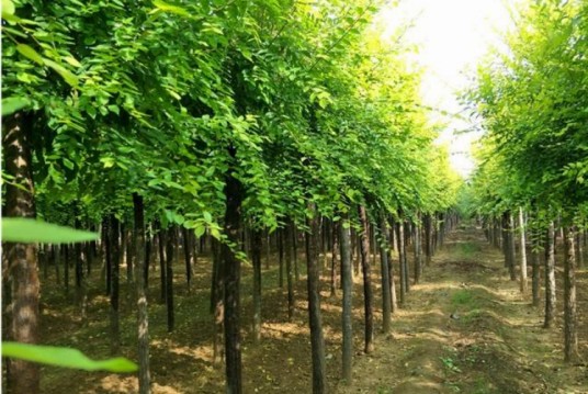 白榆（榆科榆属植物）
