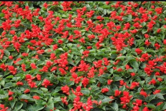 草花（草本花卉）
