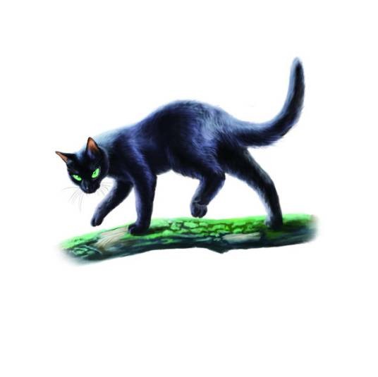 冬青叶（《猫武士》《冬青叶的故事》中的主角）