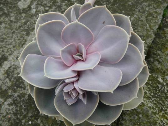 紫珍珠（景天科拟石莲花属植物）
